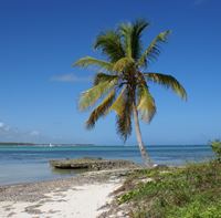Dřeviny vhodné pro výrobu piercingu